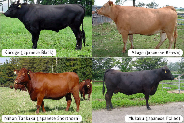 Click to view 4 Types of Wagyu Breed