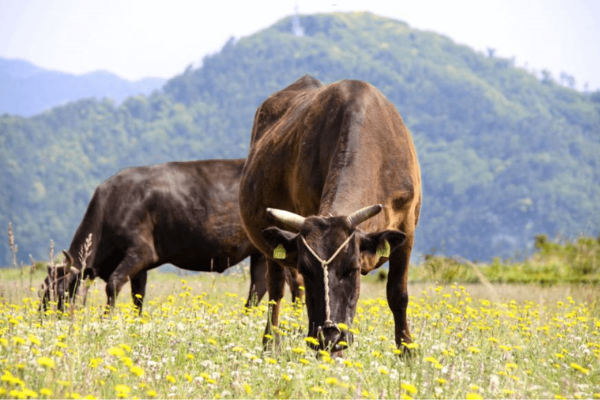 Click to view Wagyu Cow Grazing