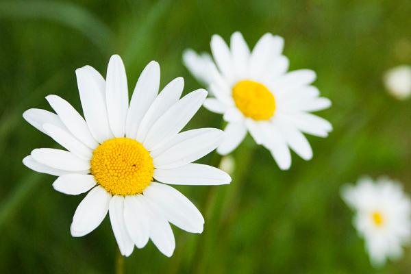 Click here to view Daisy