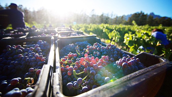 View Grapes for Winemaking